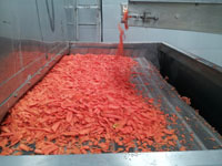 Carrot Continous Belt Dryer